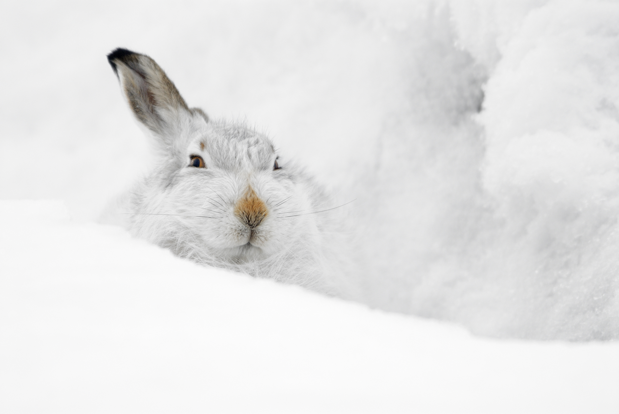 A mountain hare.