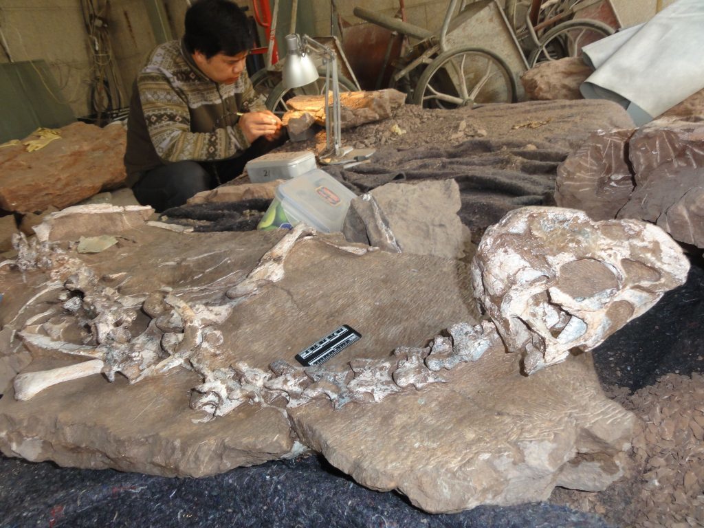A conservator working beside the Tongtianlong skeleton. 
