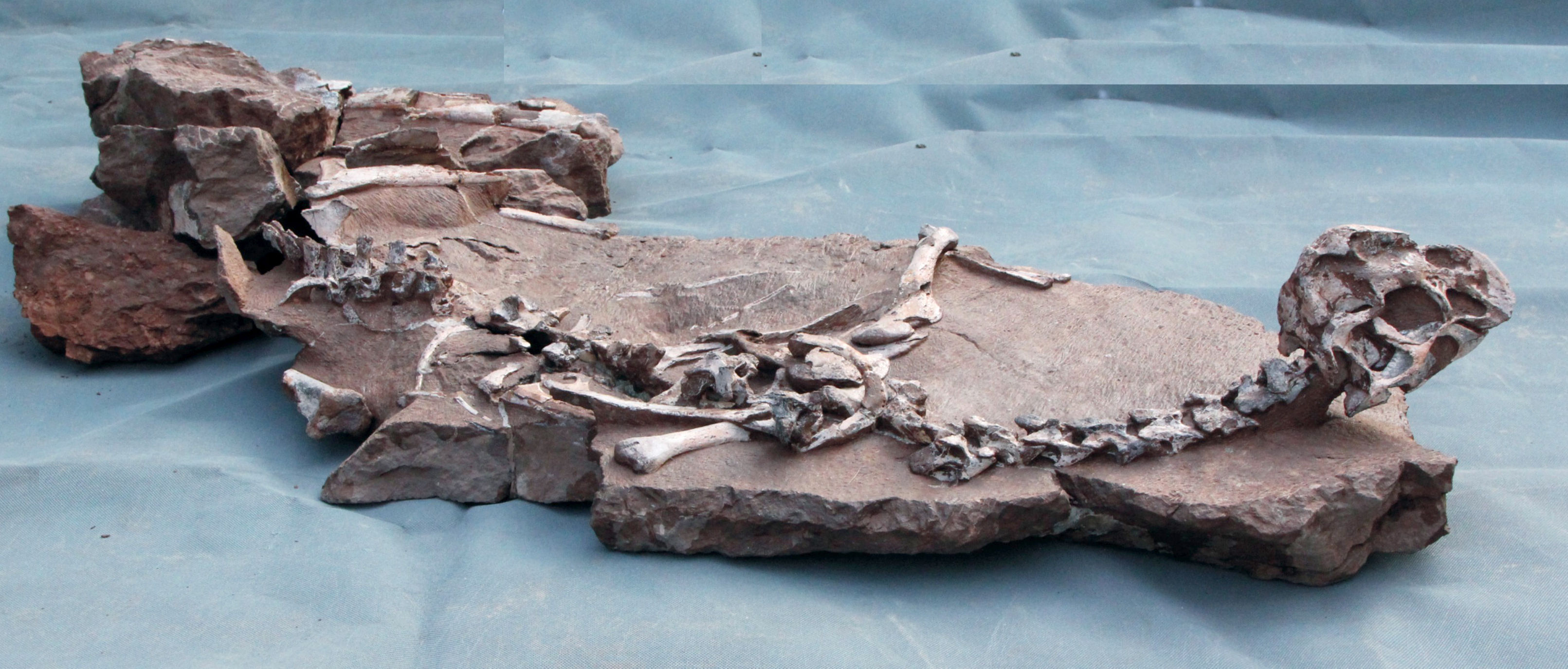 The fossil remains of dinosaur Tongtianlong limosus.