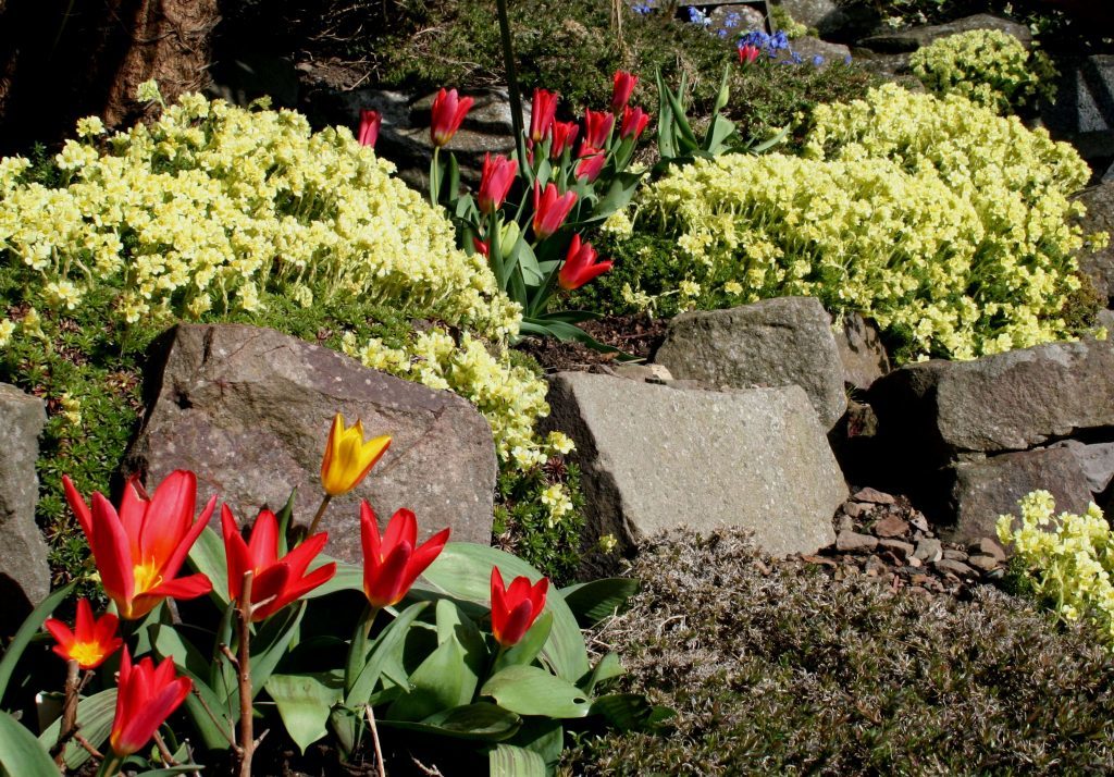 Spring flowers saxifrage and tulip scarlet baby