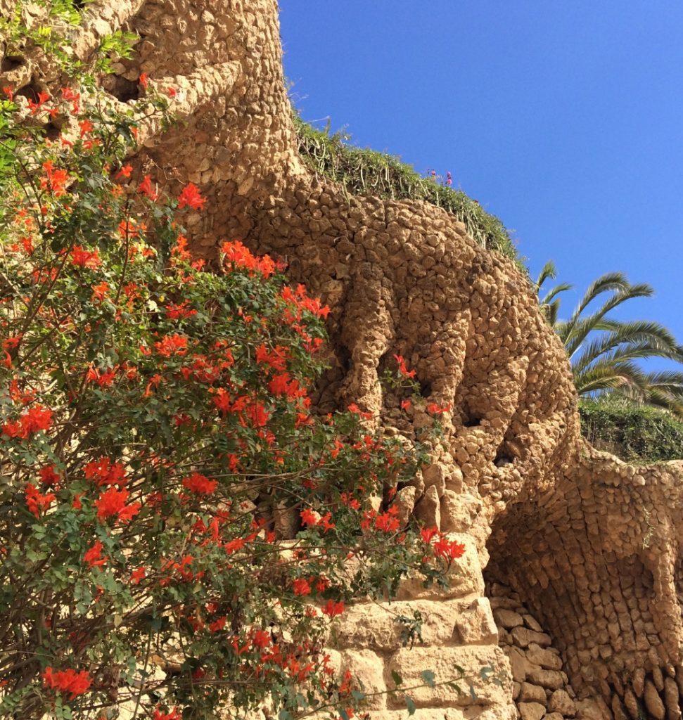 Photo of flowers at Park Guell. 