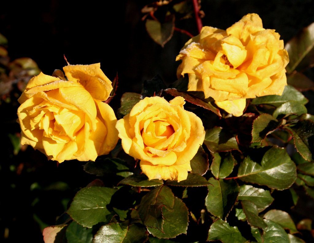 Yellow rose arthur bell end of November