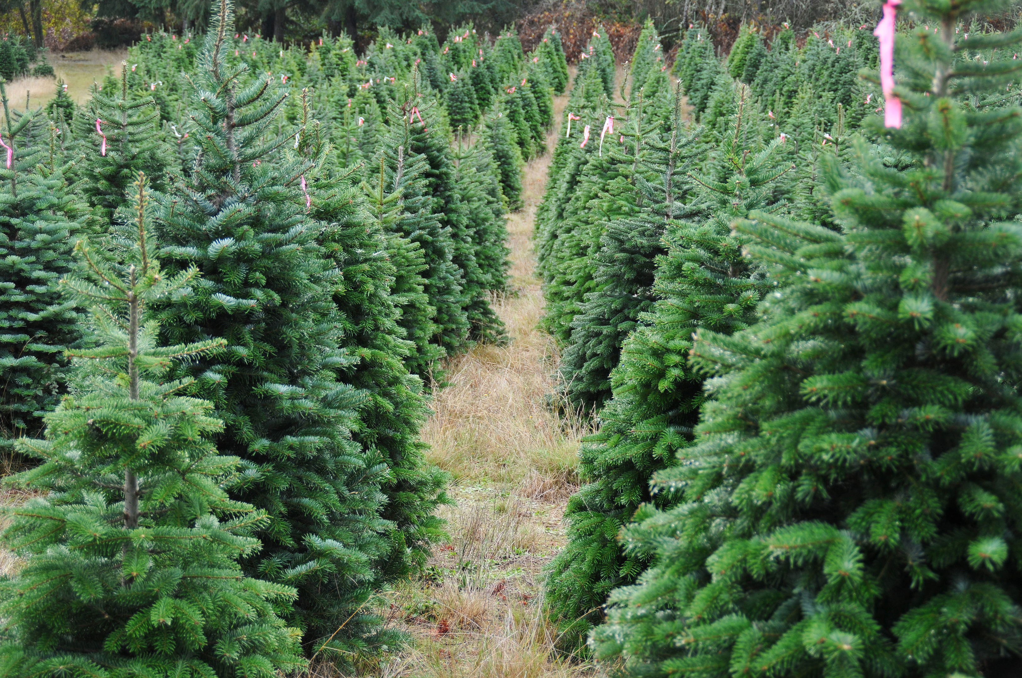 Nicola Sturgeon believes the forestry industry needs the public's support at this time of year