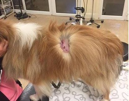 Becca's dog Fergie was seriously injured in the attack.