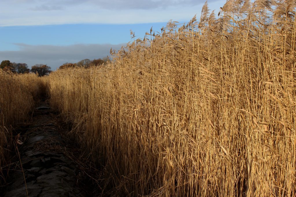 4-exploring-the-reed-beds-james-carron-take-a-hike