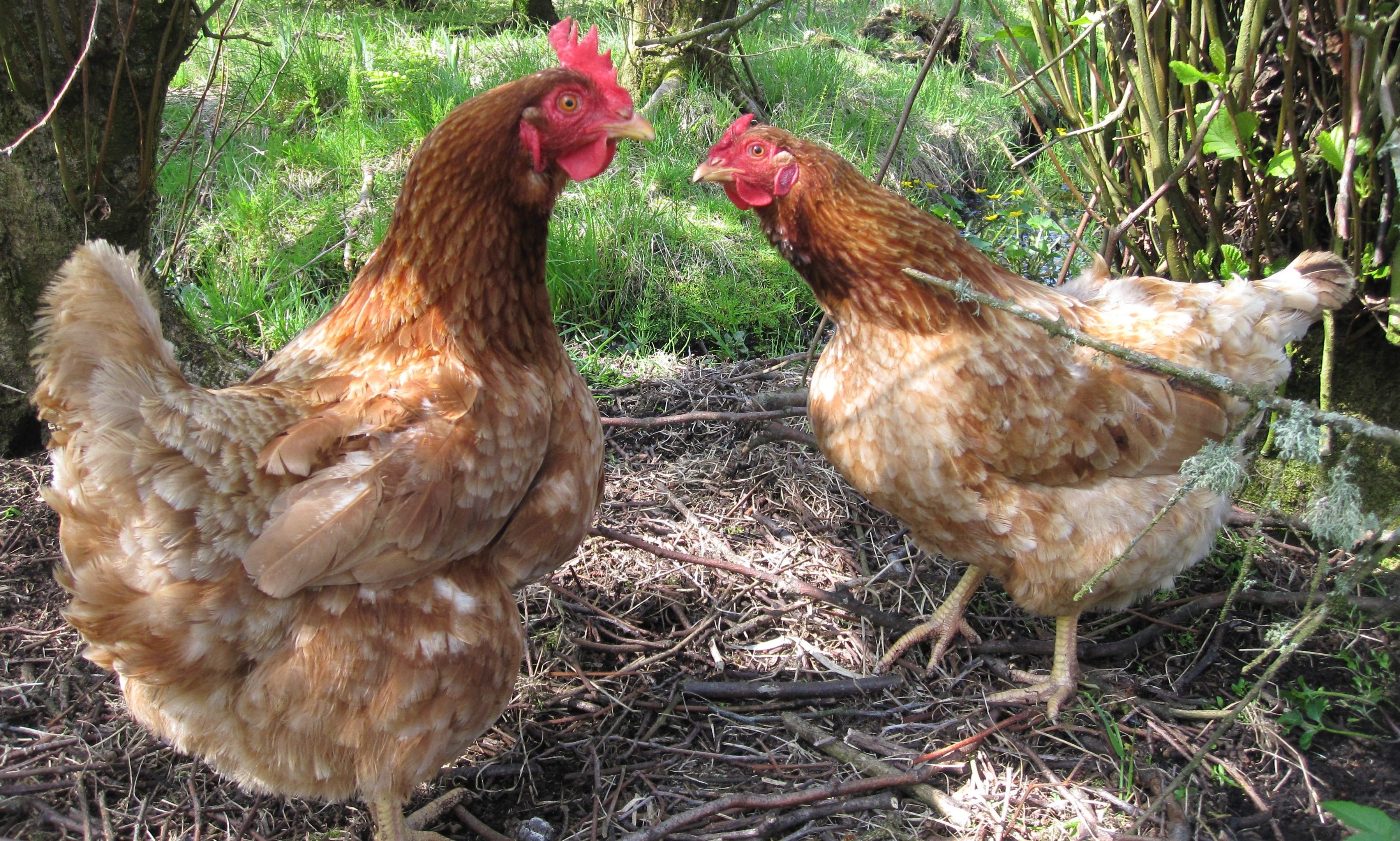 Eggs from birds kept indoors due to the threat of disease
lose their free-range status after 12 weeks.