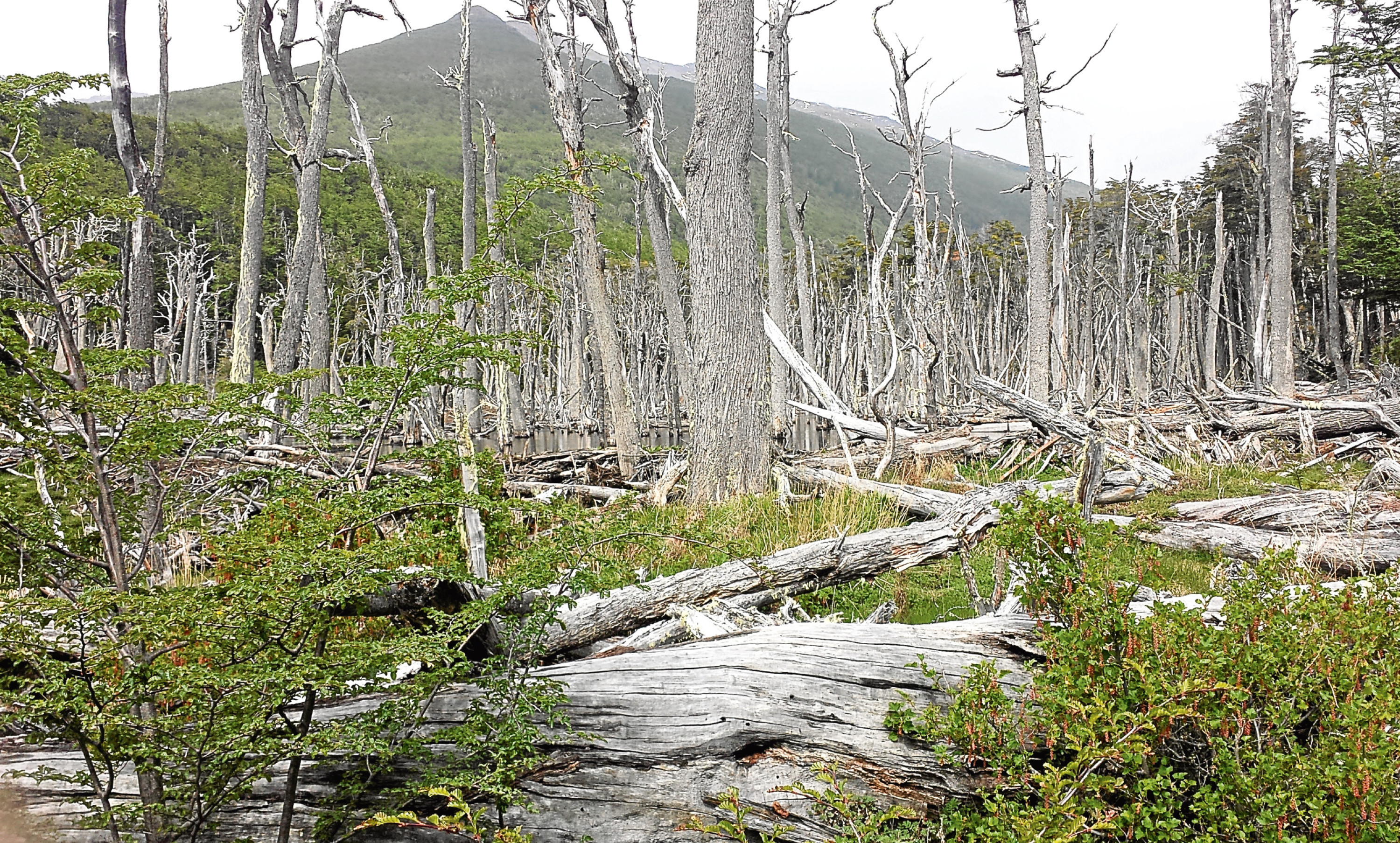 Beaver damage to trees in Argentina 2016.