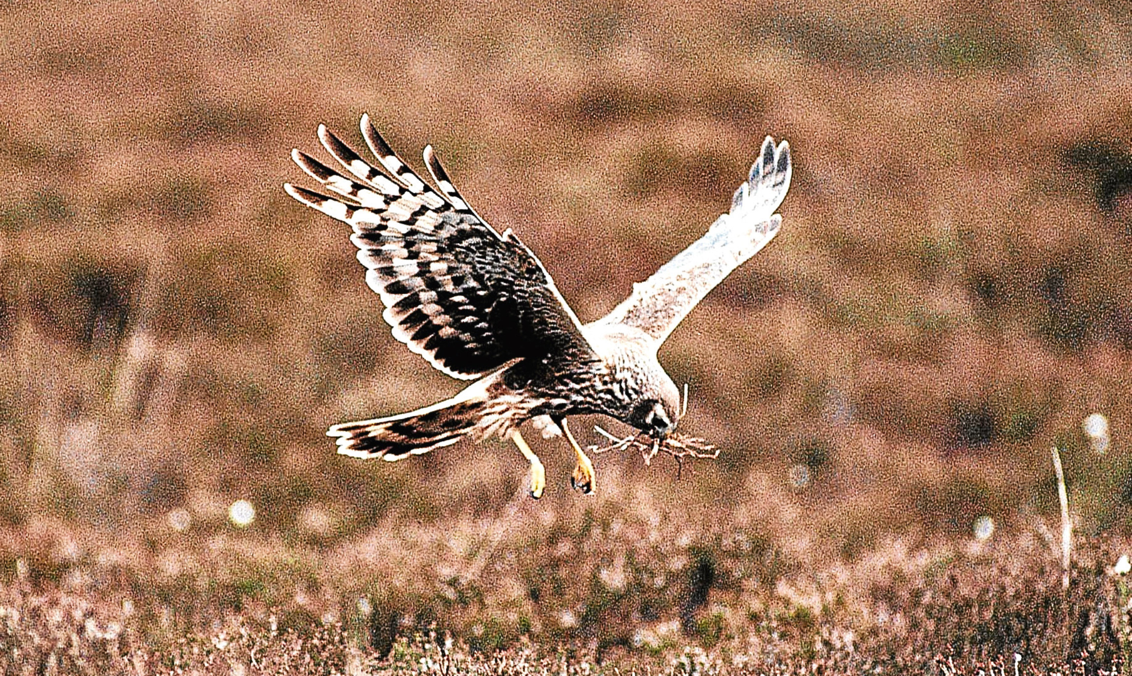 A hen harrier swoops over moorland.