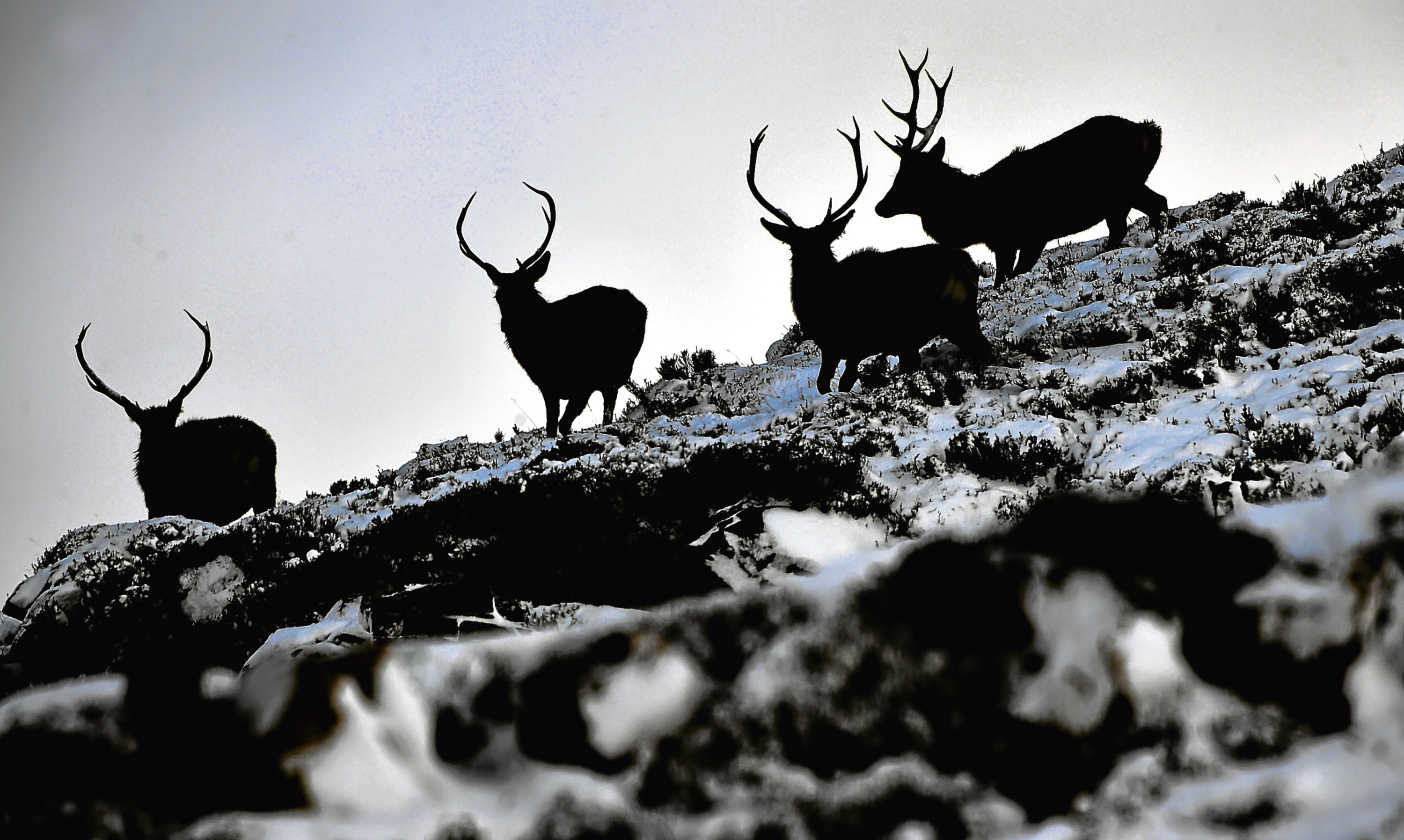 Watching a deer family on a snow-covered mountain showed Jim just how beautifully they blended in to their environment.