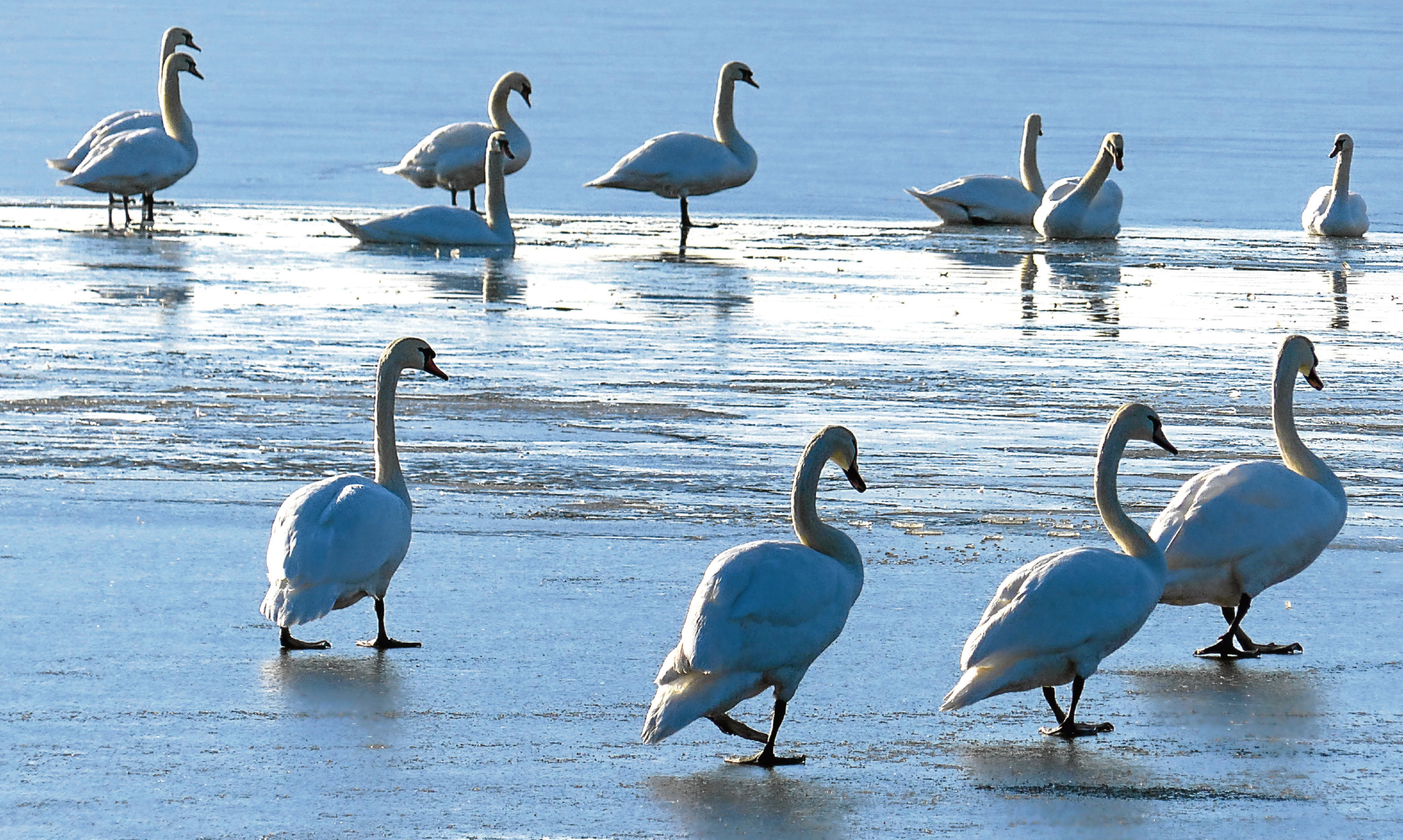 Swans on a frozen Loch Leven, yet none of them are white, showing Jim's fascination with the way artists see the world differently.