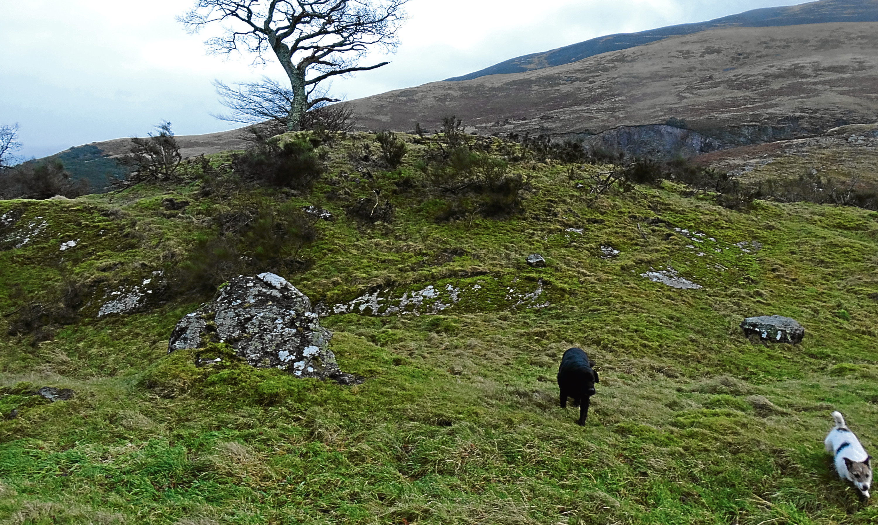 Inka and Jack Russell Rosie enjoy a windswept walk during Storm Barbara over a hill fortress overlooking Auchterarder.