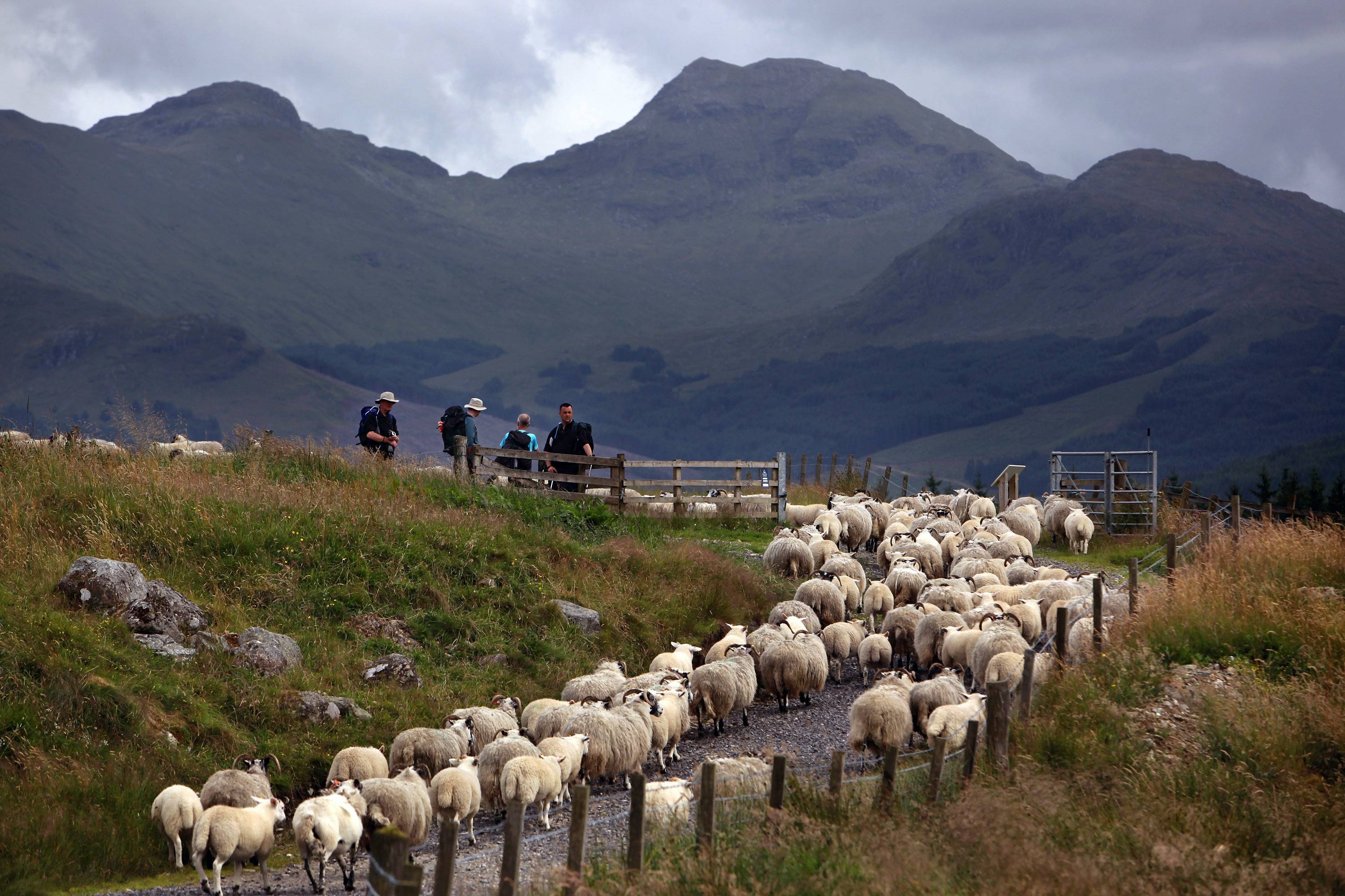 Sheep farming has an impact on landscape and tourism