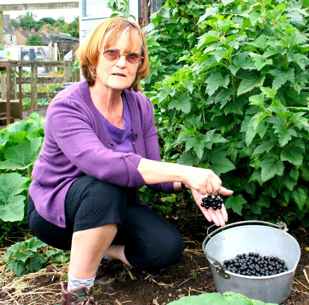 Anna picks a good crop of blackcurrants from well pruned bushes