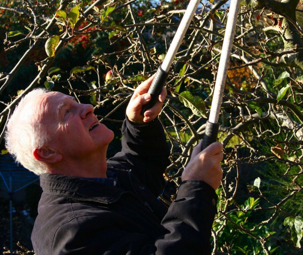Bramley apple gets some serious pruning