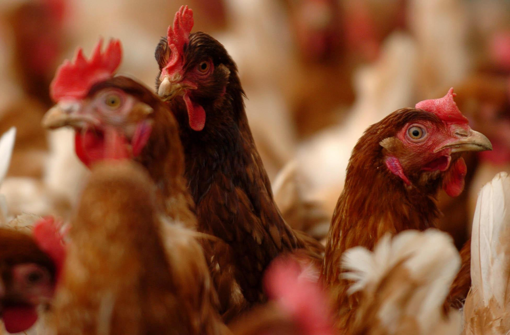 Poultry keepers have been told to enhance their biosecurity