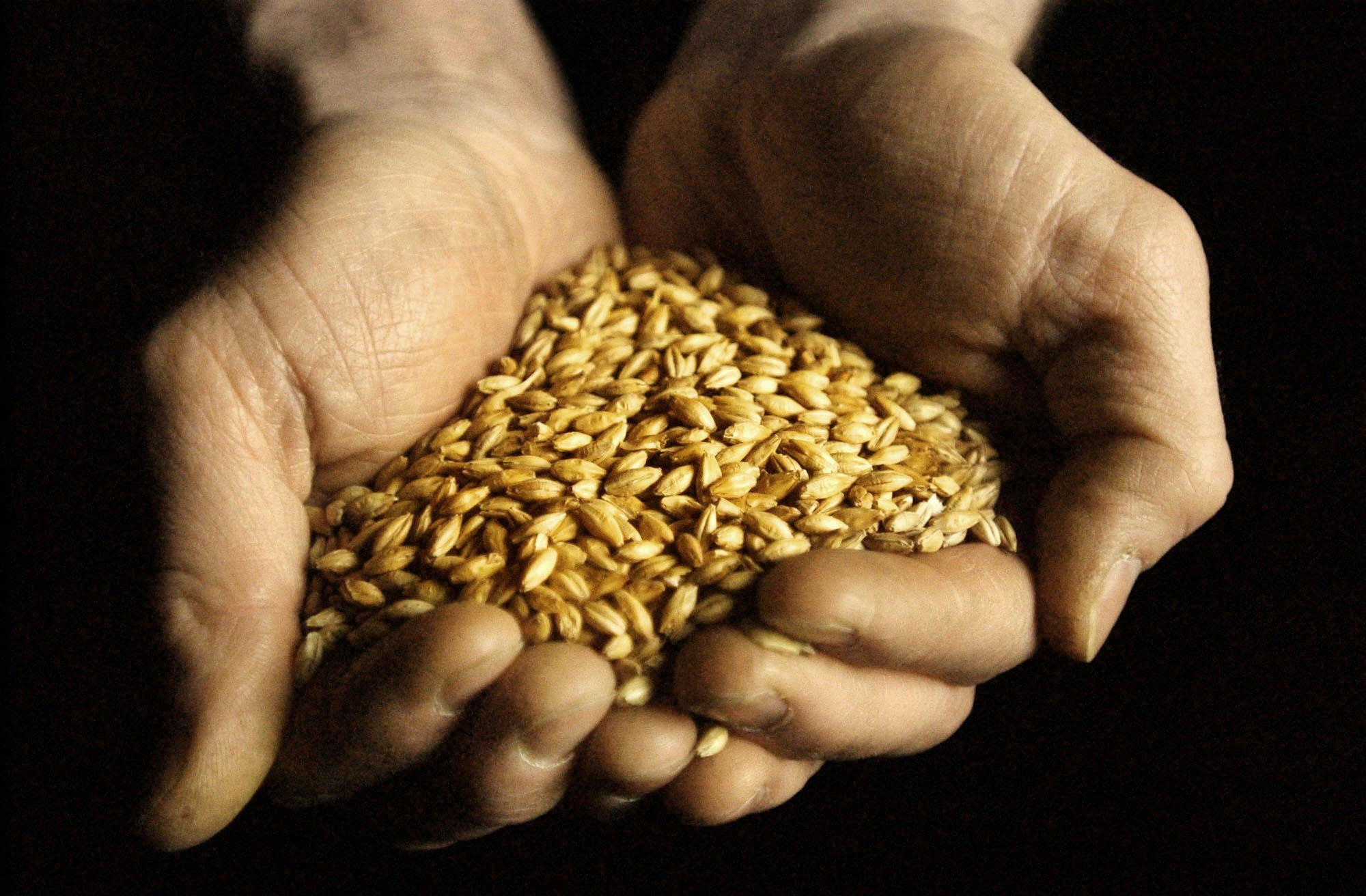 A handful of barley.