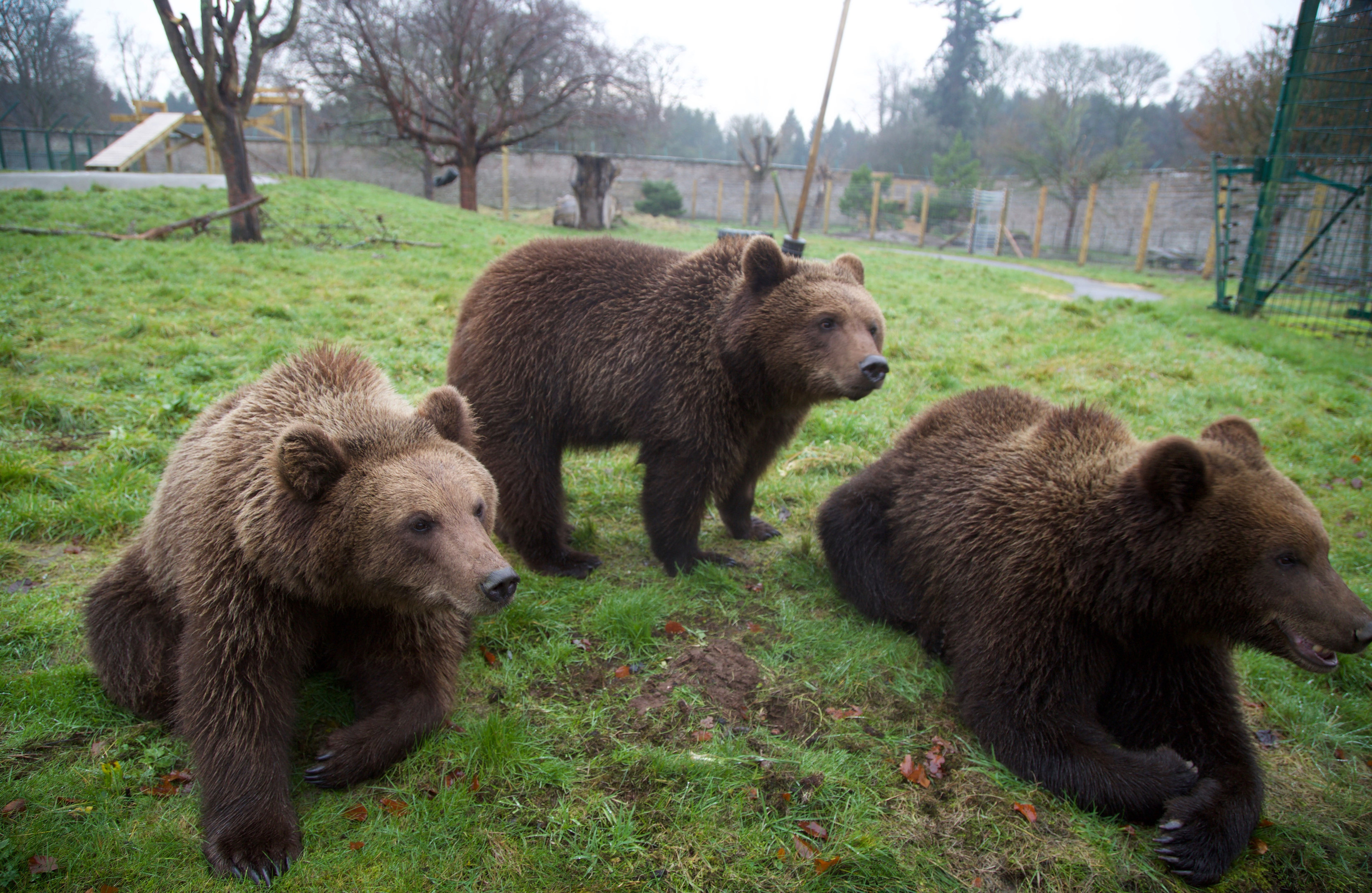 Camperdown's three new bears.