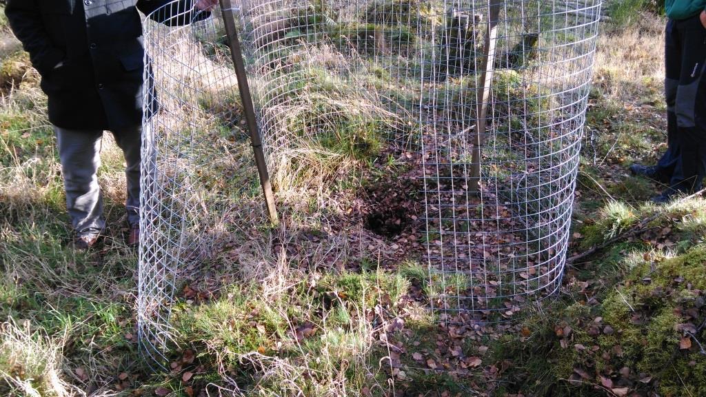 The damaged enclosure, which housed a rare Serbian spruce.