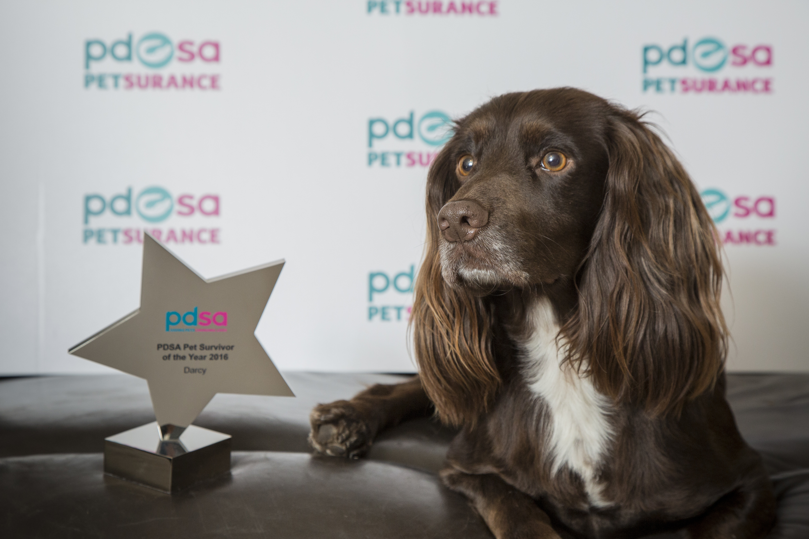 Darcy, with her PDSA award.