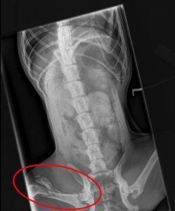 Darcy's broken hind leg, highlighted in the red circle.