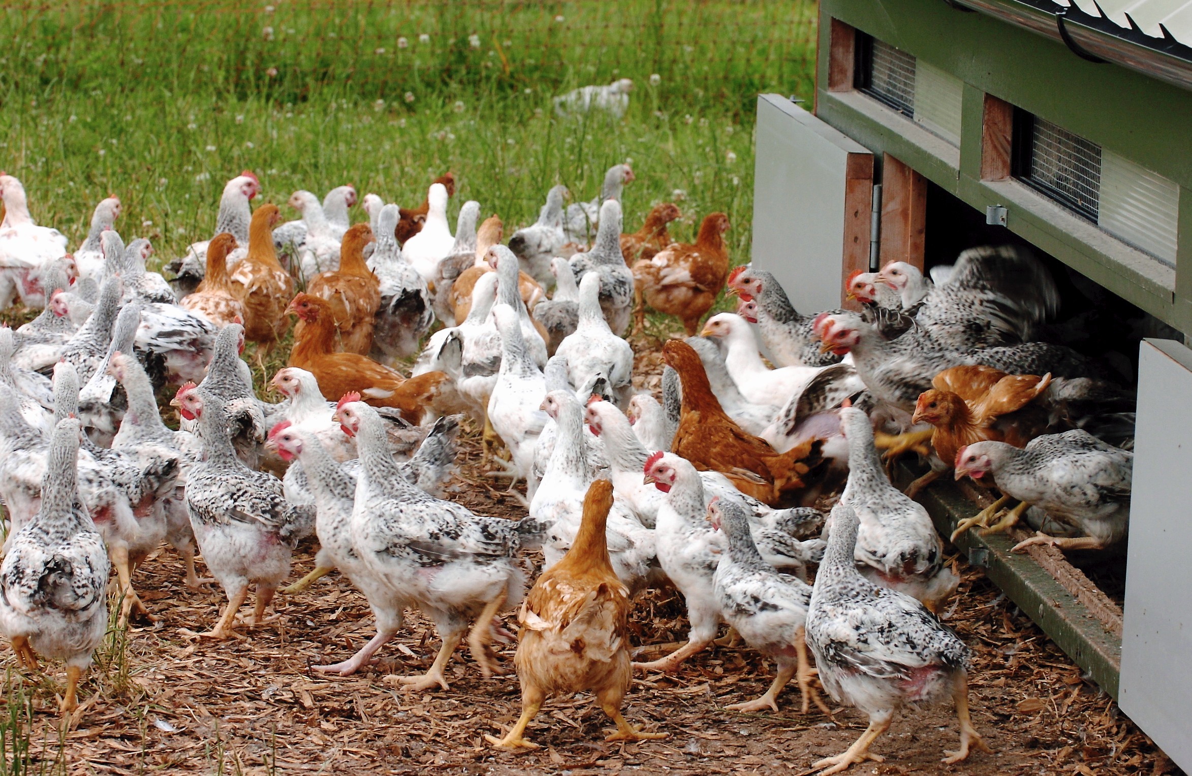 Free range poultry will have to be kept indoors for the next month