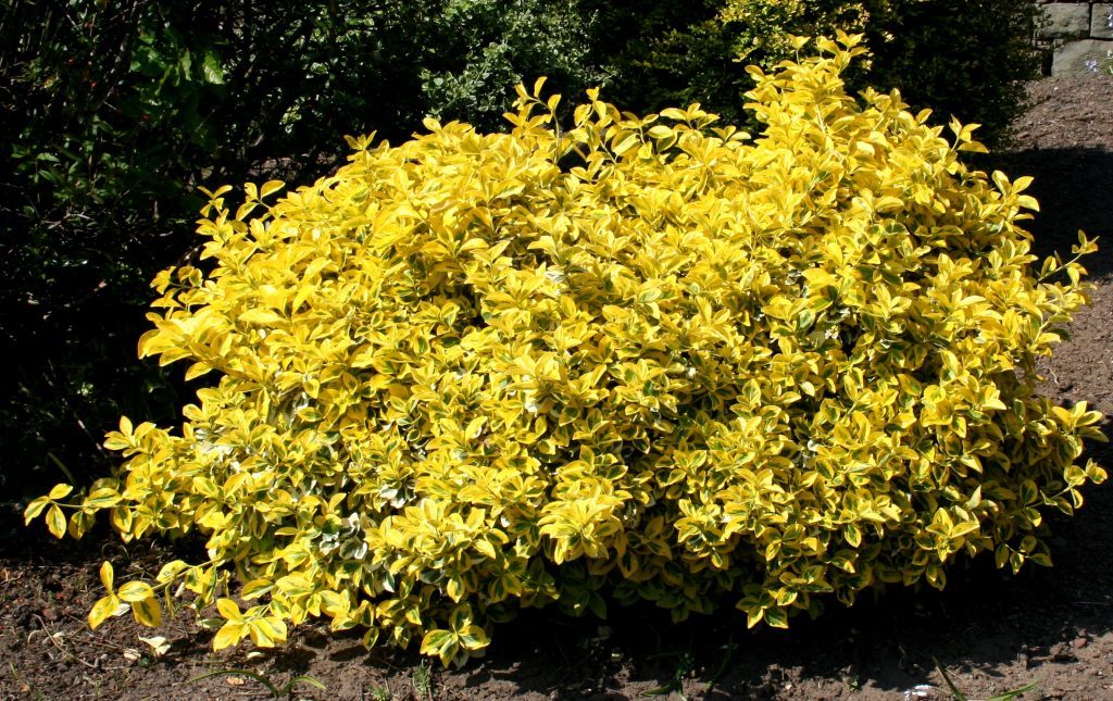 euonymus-emerald-n-gold-for-winter-ground-cover