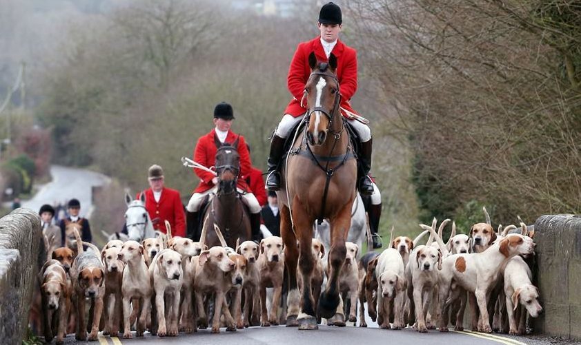 A traditional fox hunting scene.