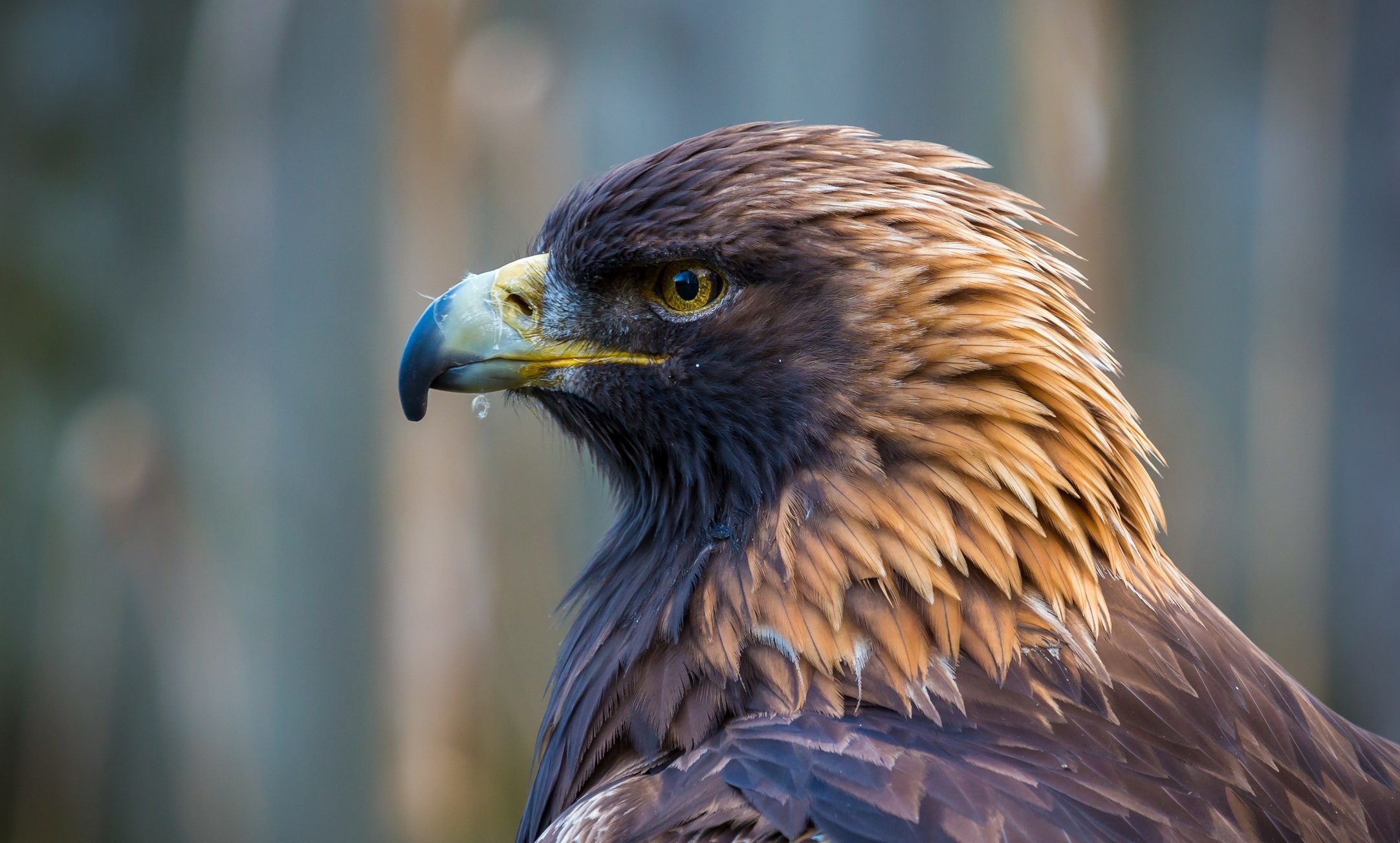 A golden eagle.