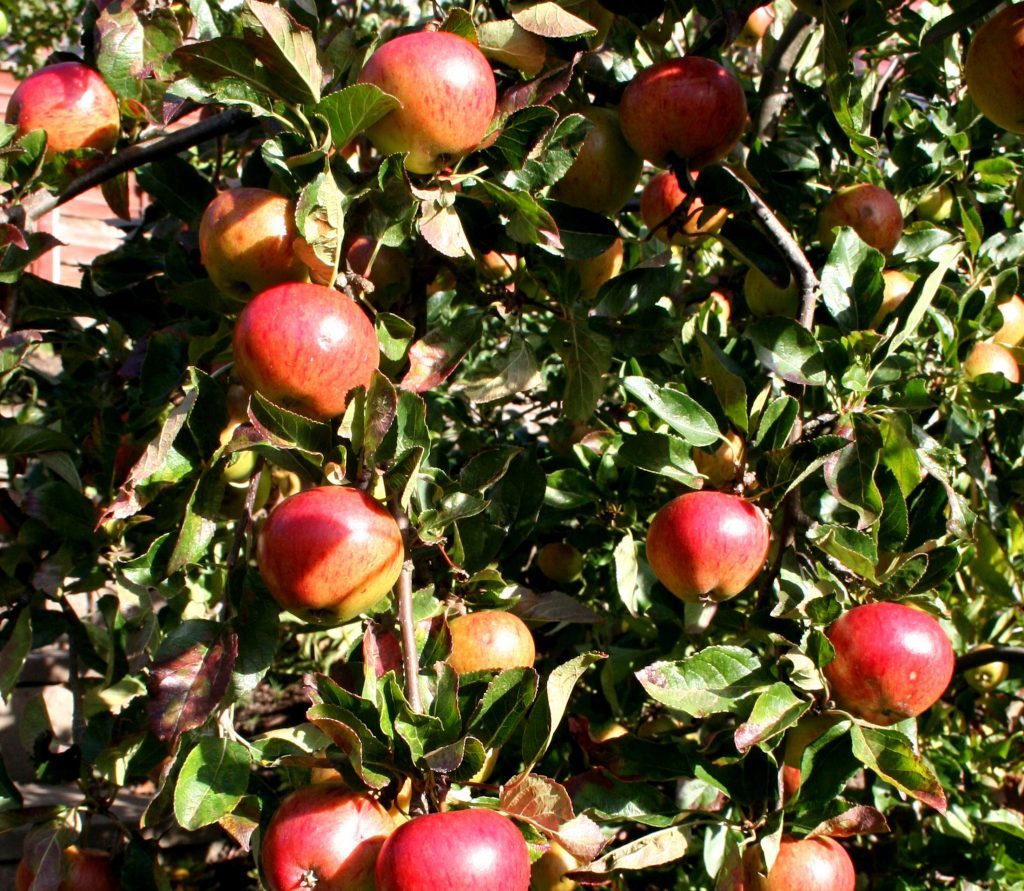 Good pruning gives a heavy crop of apple fiesta