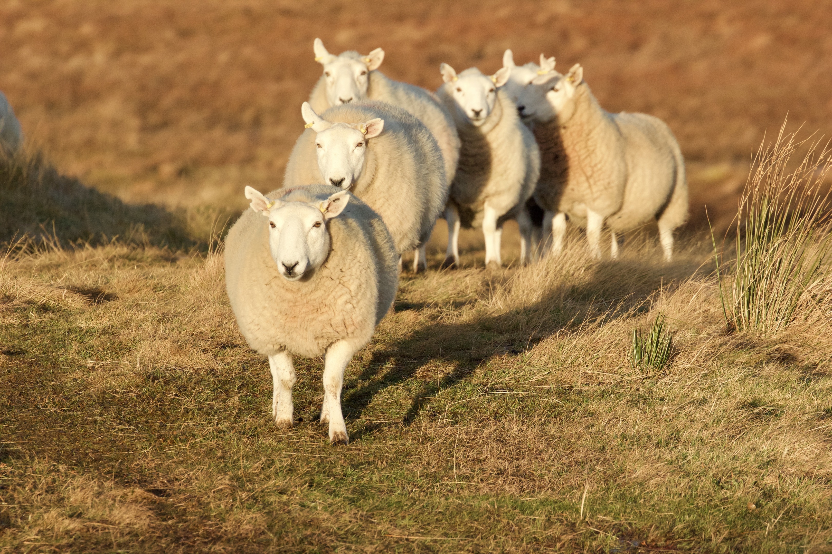 One of the research projects will focus on finding a test for tickborne fever in sheep