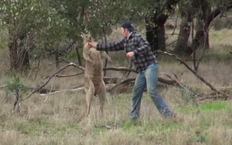 The man punched the kangaroo in order to save his dog.