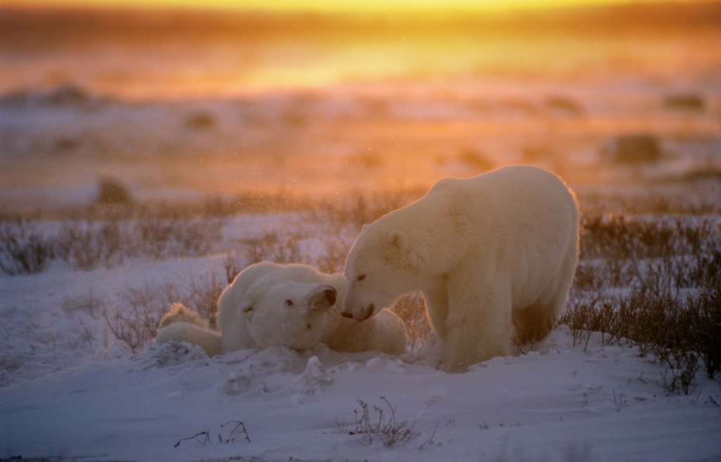 polar-bears-at-sunset-3mb-jpg-doug-allan