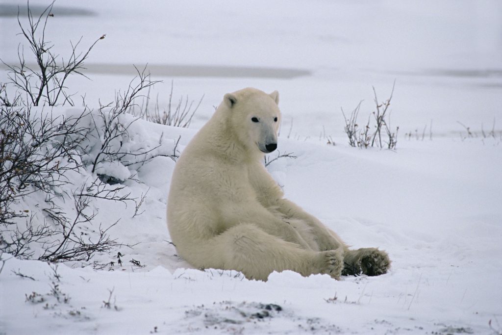 polar-bears-sometimes-sit-up-almost-like-humans-2-3mb-jpg-doug-allan