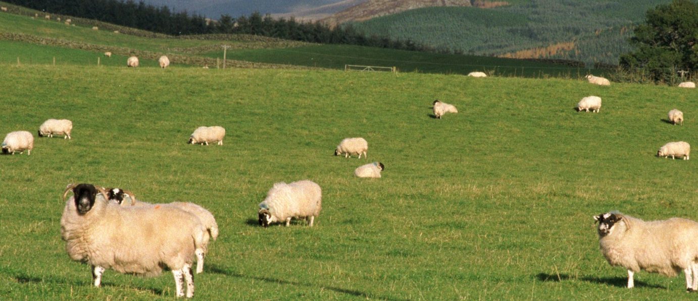 A photo of sheep in a field.
