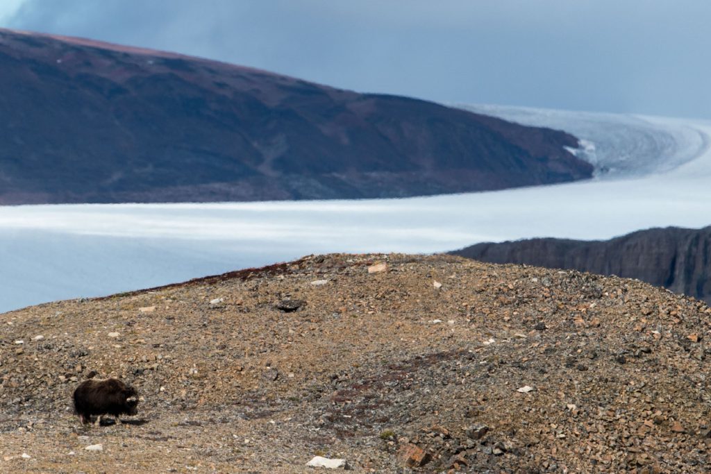 A musk ox at Devon Island, Canadian High Arctic.