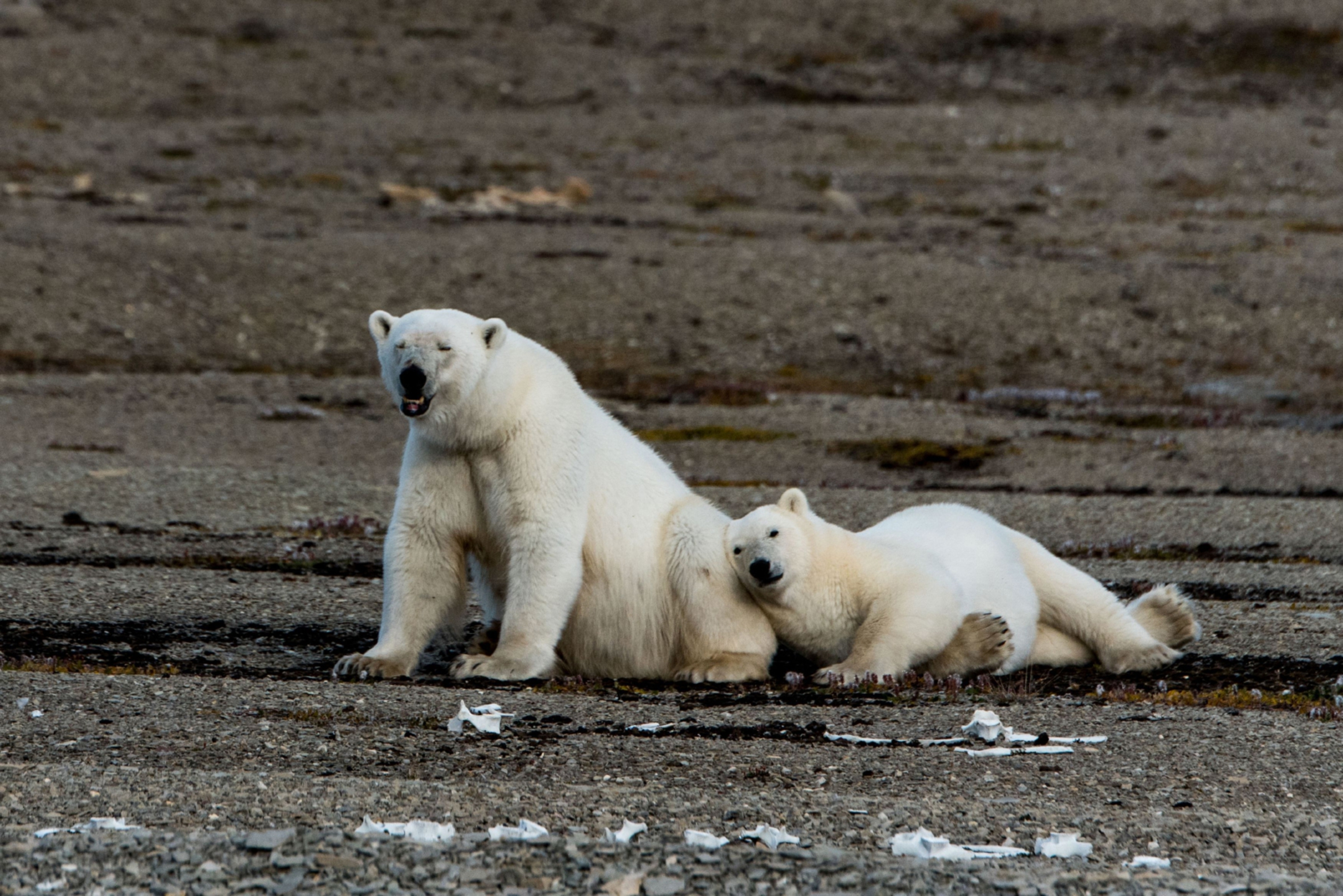 A mother and her yearling cub at Cunningham Inlet, Canadian High Arctic.