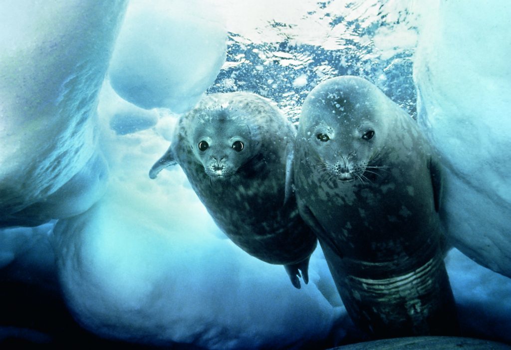 weddell-and-pup-under-the-ice-ice-hi-res-000041-copy-doug-allan