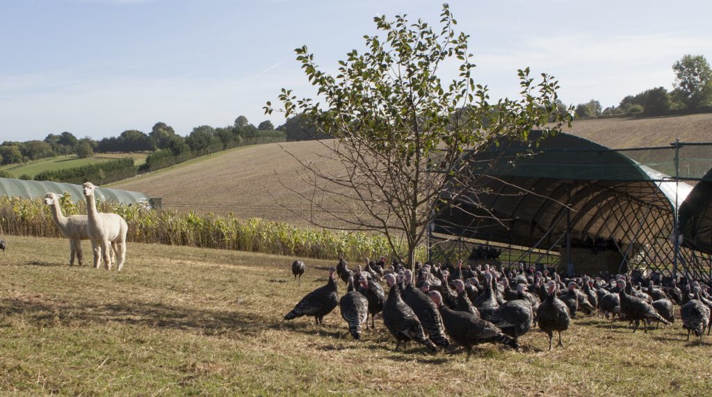 Alpacas guarding turkeys