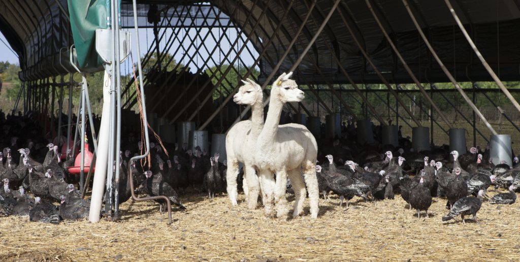 Alpacas guarding turkeys