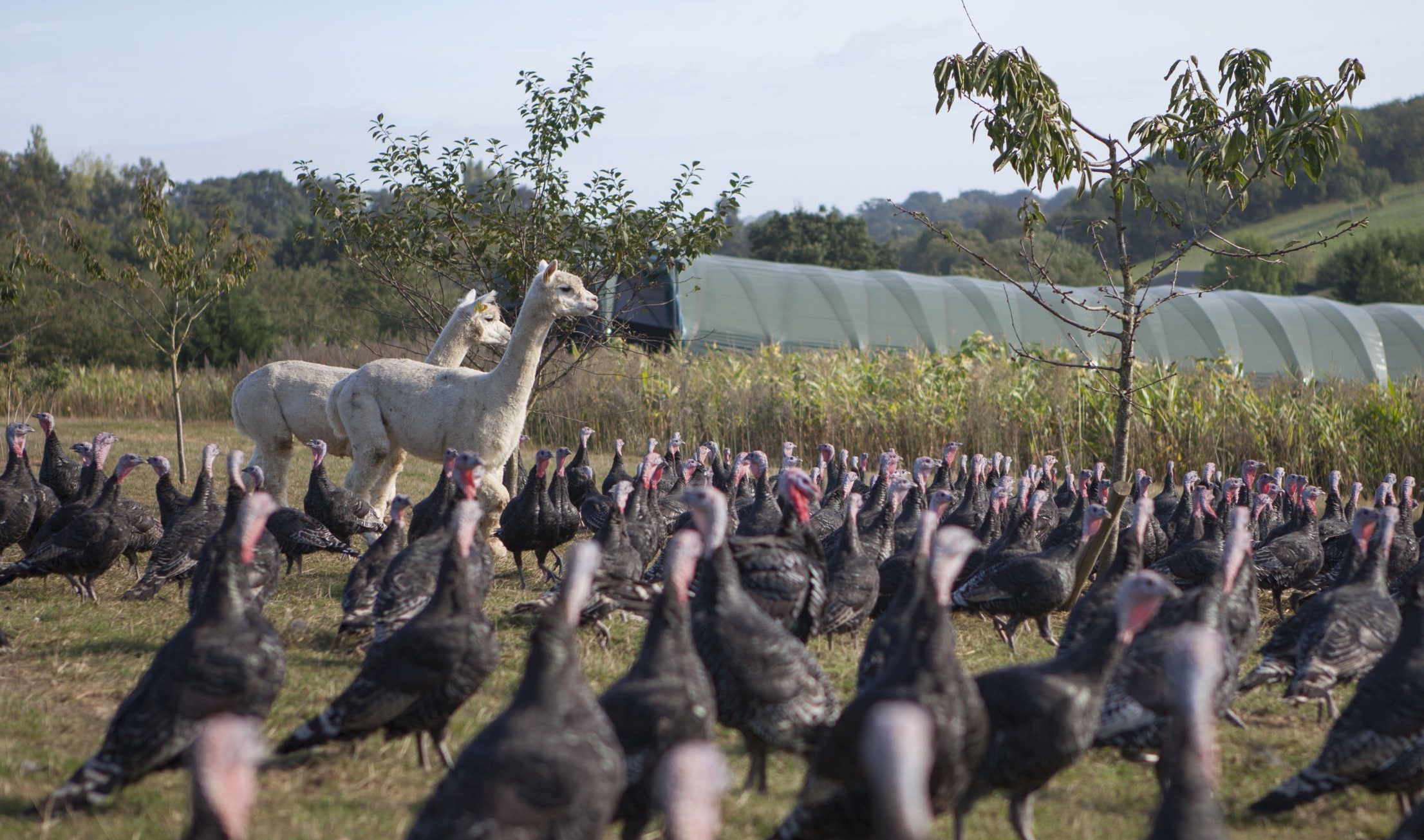 Alpacas guarding the turkeys.