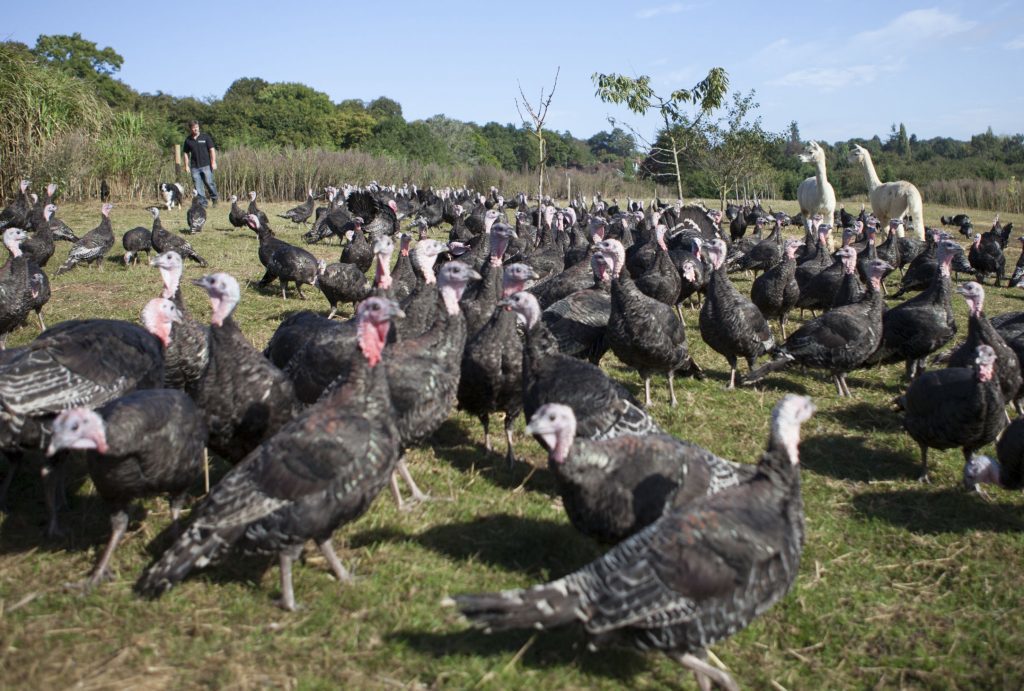 Alpacas guarding turkeys