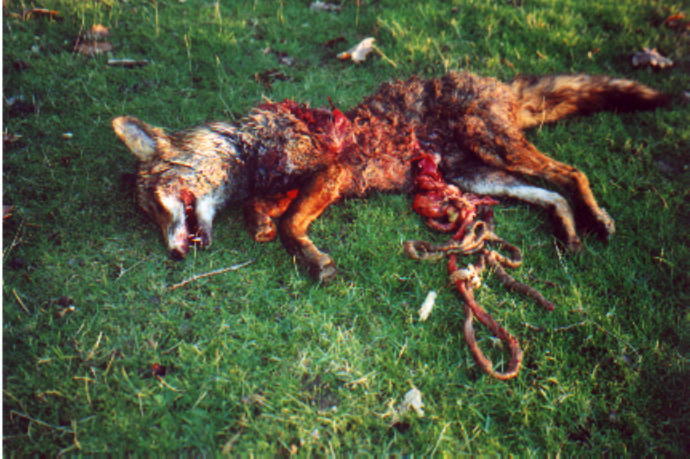 The League Against Cruel Sports says it has gathered a dossier of evidence proving foxes suffer cruel and unnecessary deaths