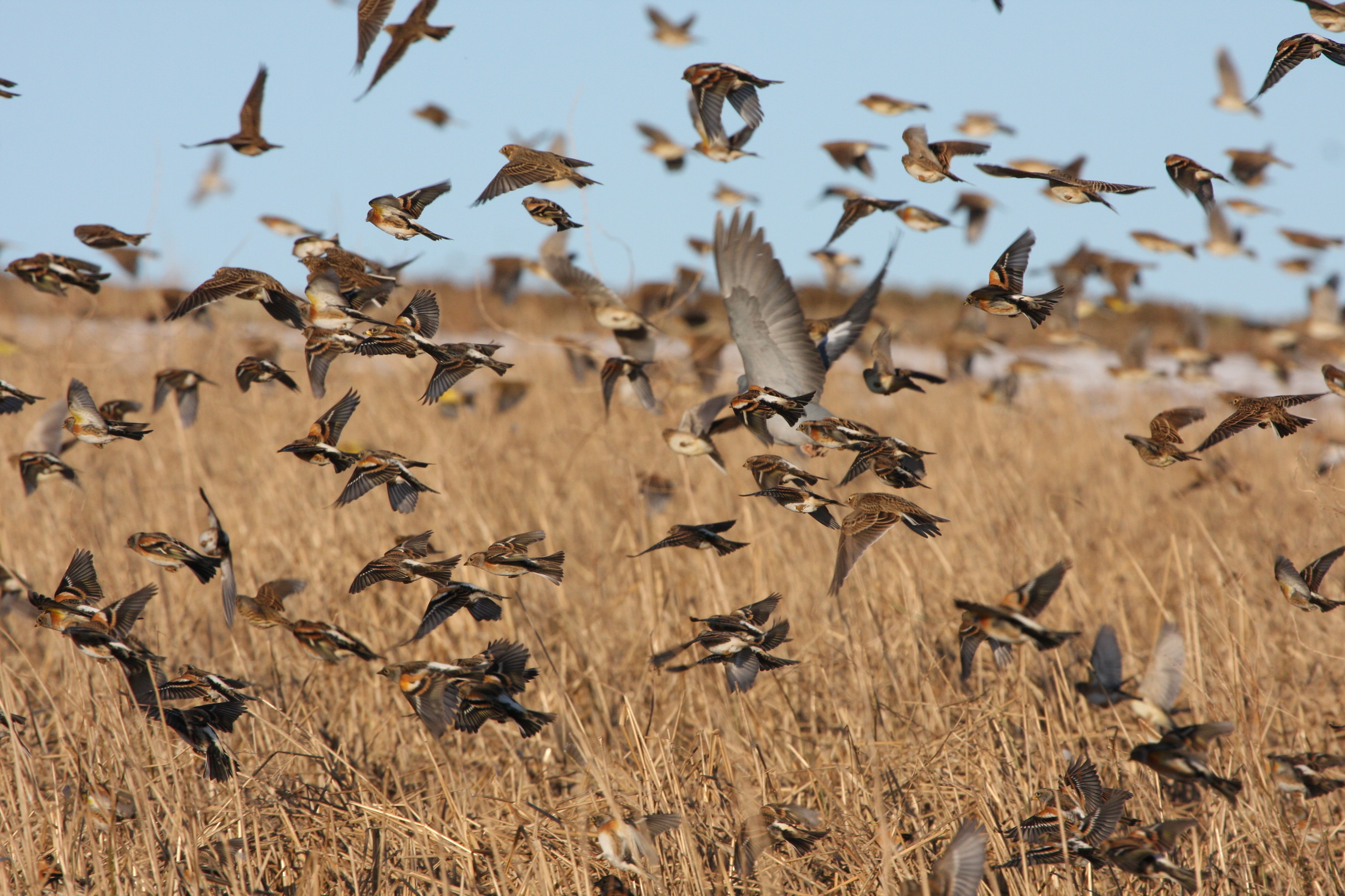 Land managers doubled the area of wild bird seed mix plots