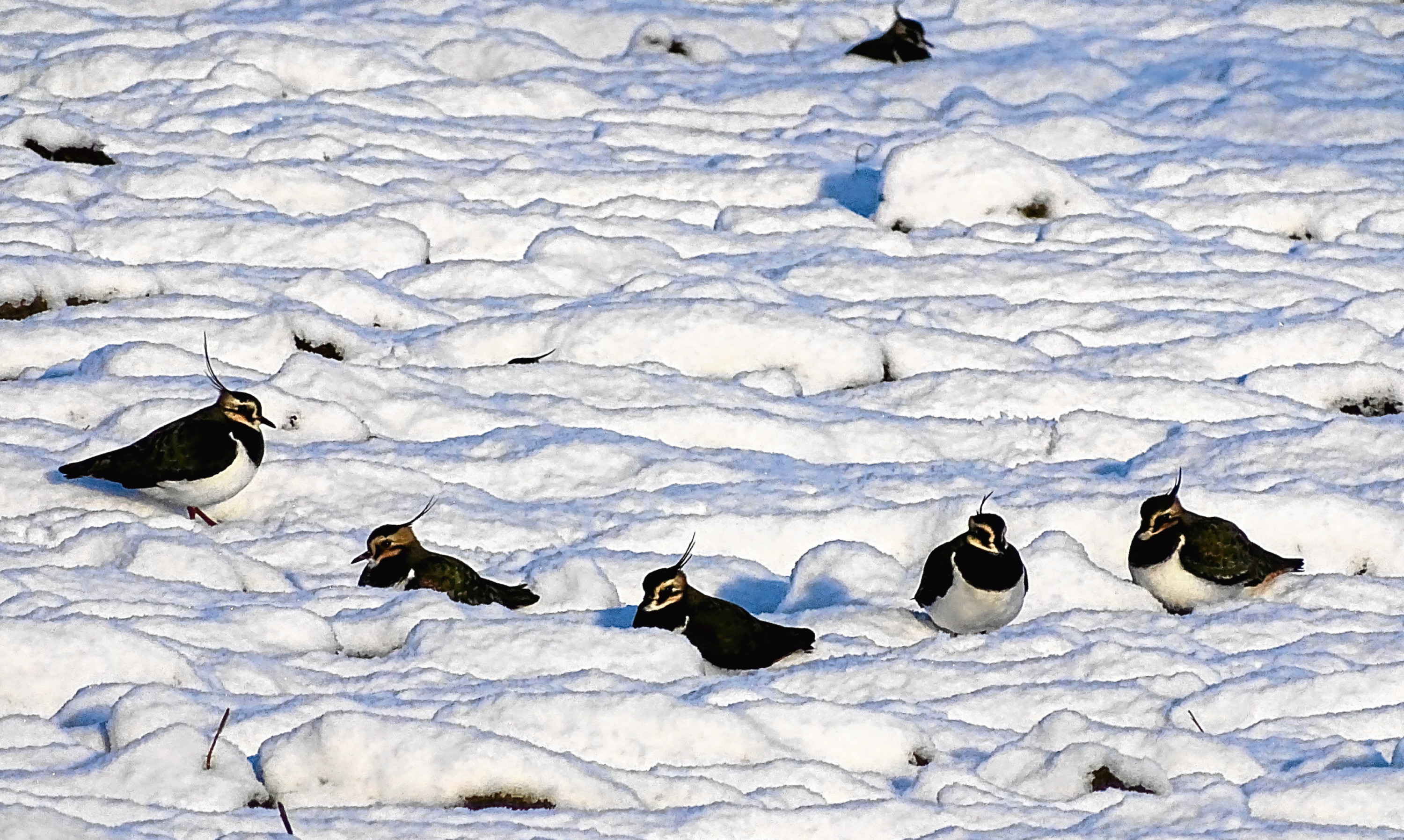 Lapwings mysteriously hunkered down in the snow on Flanders Moss.