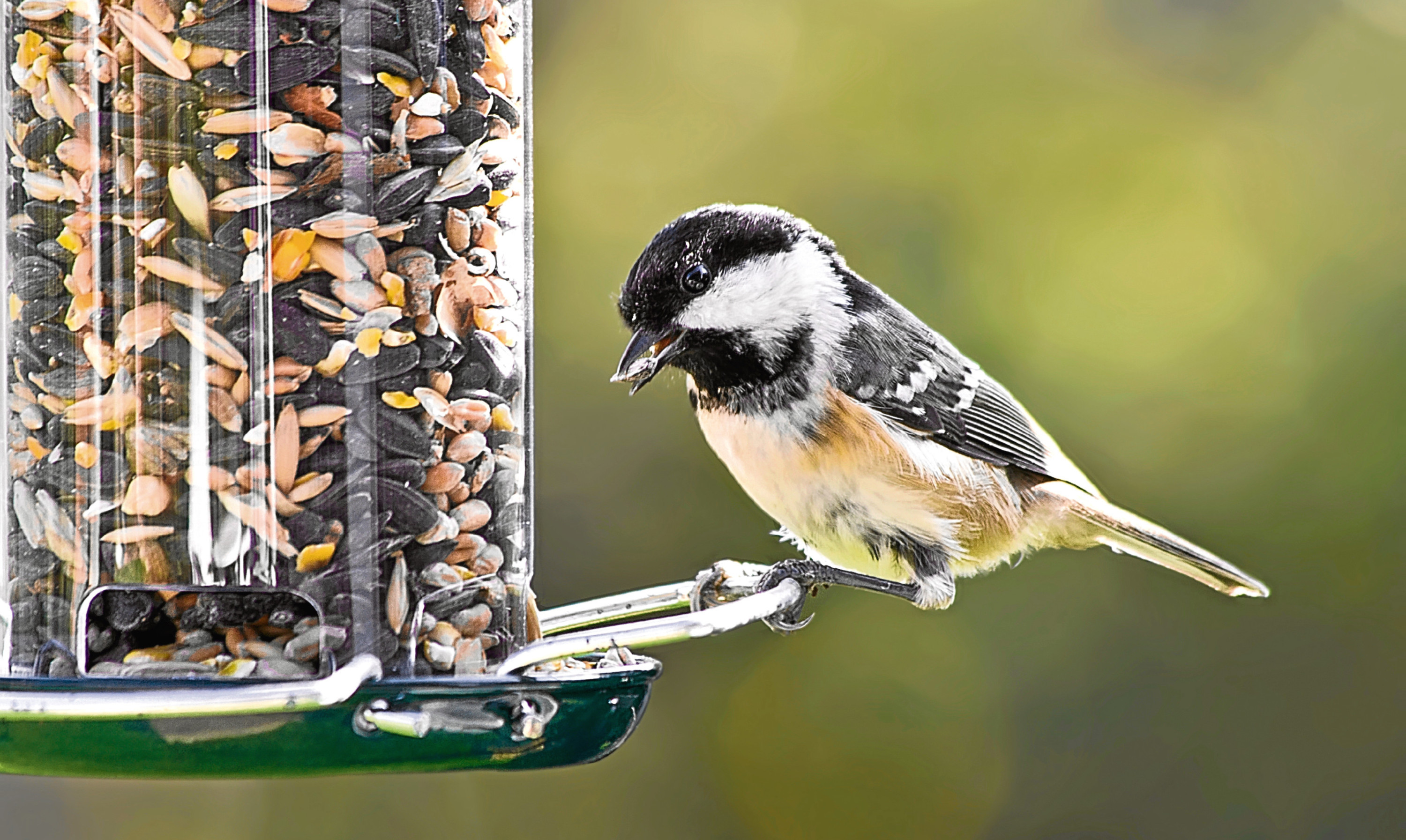 Watching the birds feed in his garden is one of Rabs true pleasures in life.