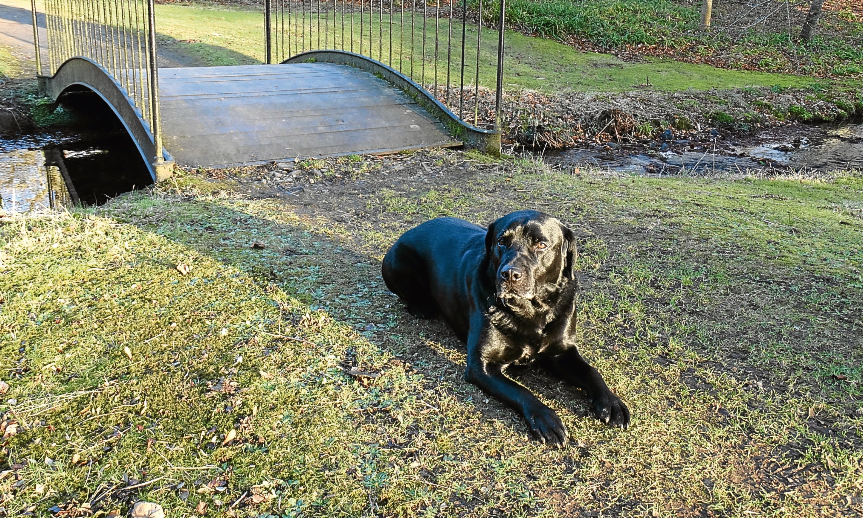 Inka beside Dorothy's Bridge over the Burn on the walk down to the River North Esk.