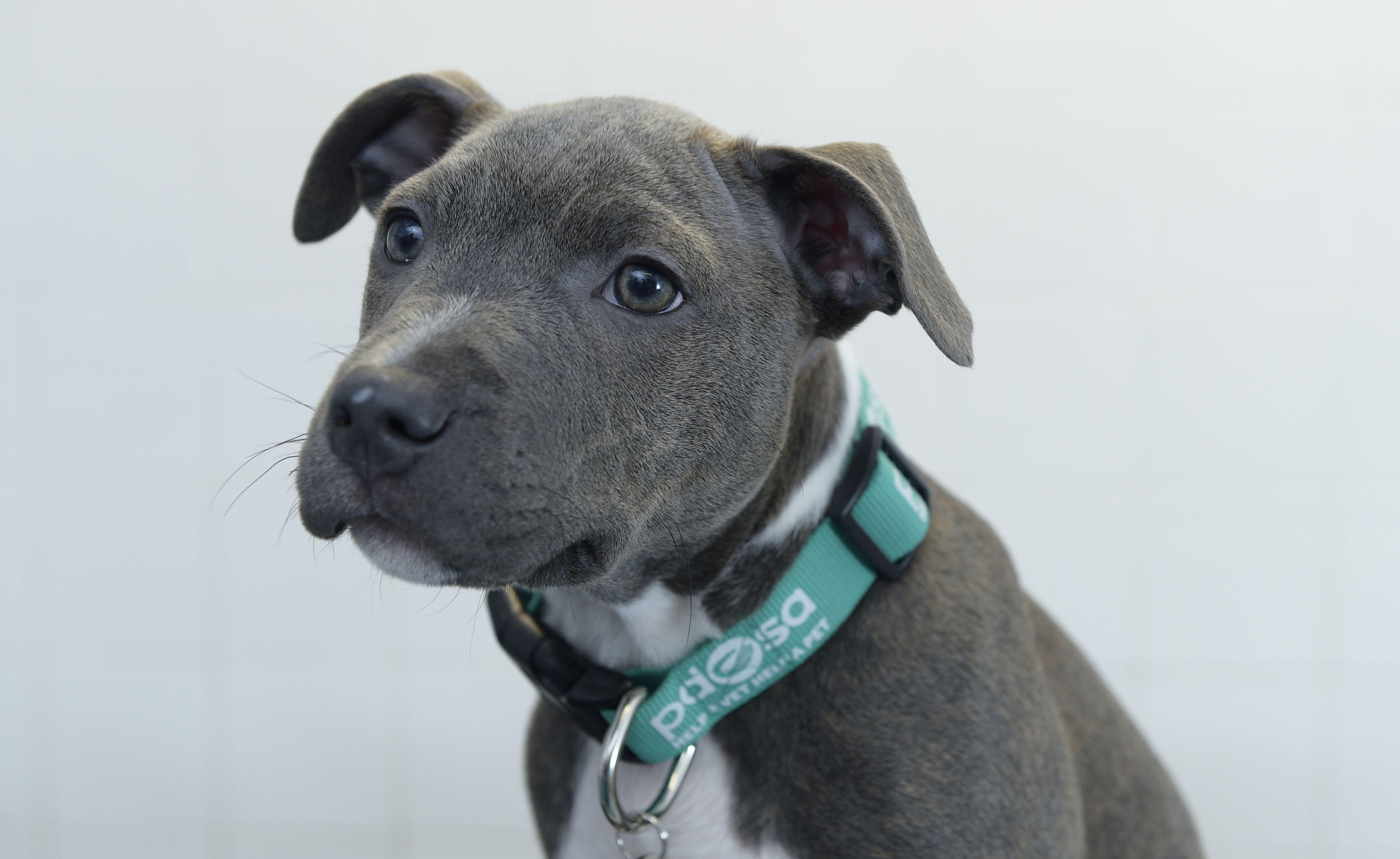 Our lead letter writer says Staffies "would rather smother you with love than attack anyone".