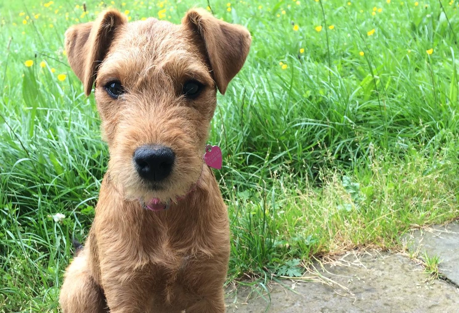 Sheila's Lakeland Terrier, Bella