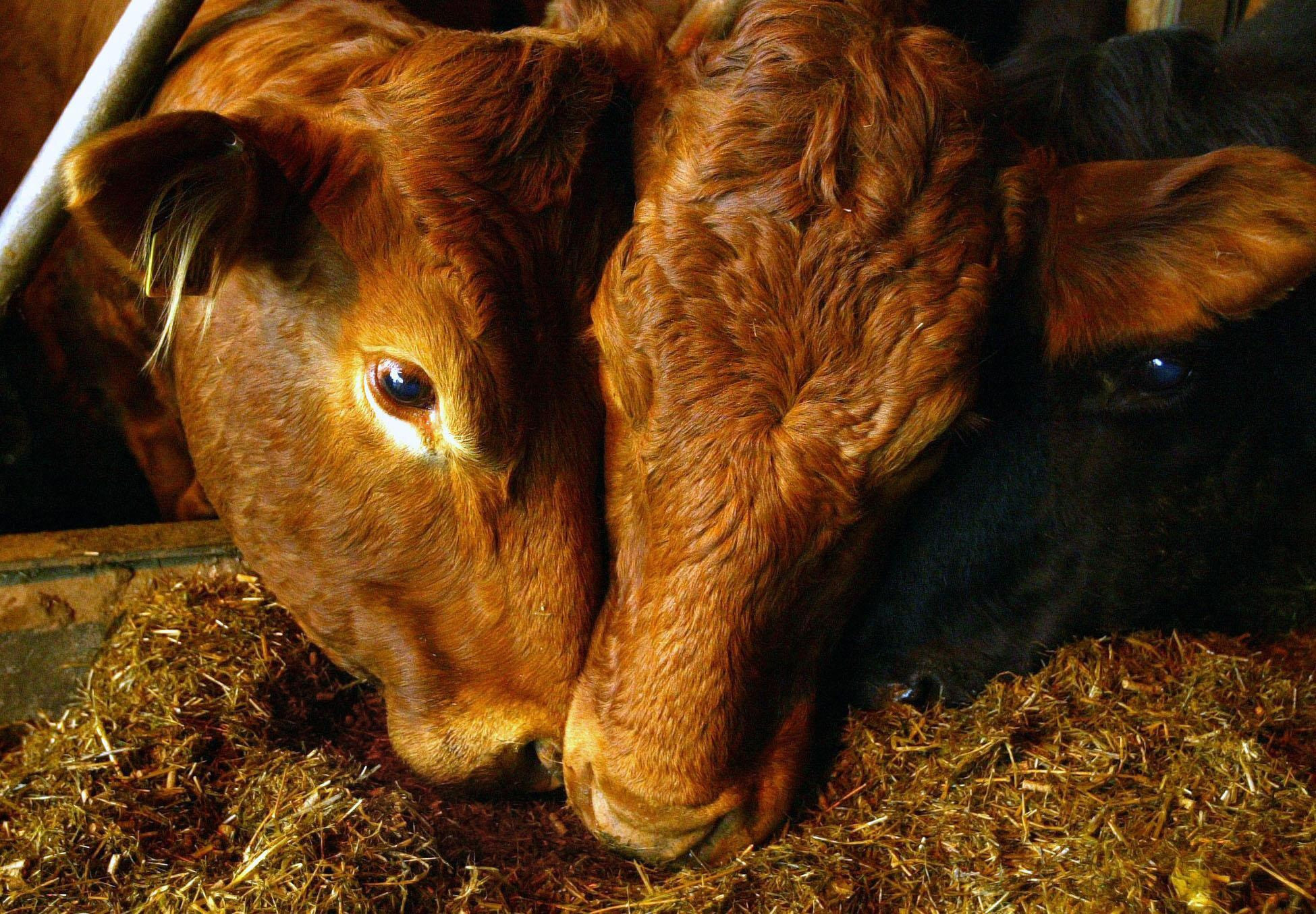 The beef event of the year will take place near Earlston