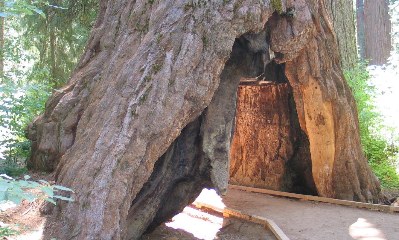 The famous Pioneer Cabin Tree in California.